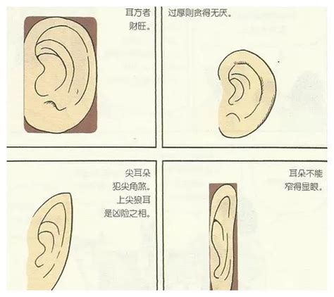 耳朵大面相|十六种耳朵面相图文分析三六风水网